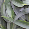 Eucalyptus Globulus Leaf Oil